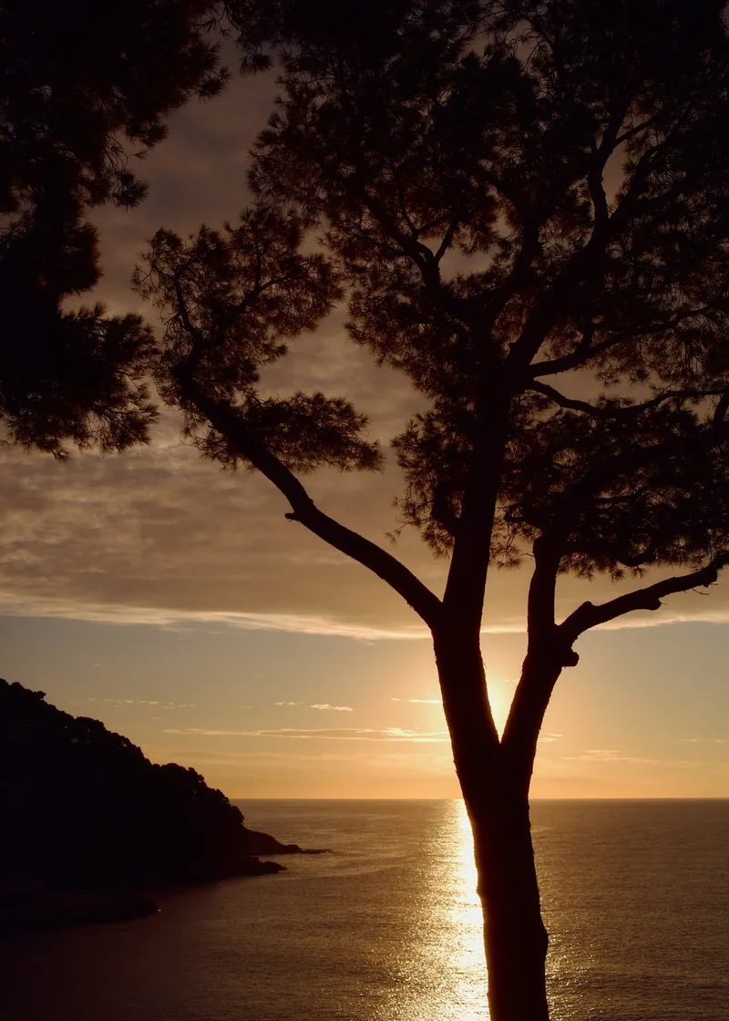 Baum über dem Meer bei Sonnenuntergang, Costa Brava, Reisefotografie von Wim Jansen Delgado